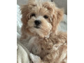 male-and-female-maltipoo-pups-for-adoption-small-1