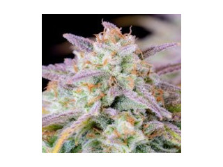 Best Automatic Fast Buds Seeds Online - Cannapot!