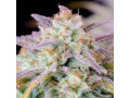 best-automatic-fast-buds-seeds-online-cannapot-small-0