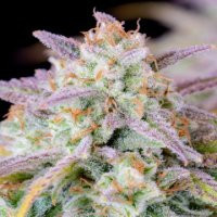best-automatic-fast-buds-seeds-online-cannapot-big-0