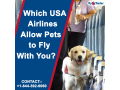 qatar-airways-pet-policy-flyofinder-small-0