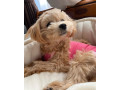 male-and-female-maltipoo-pups-for-adoption-small-0