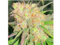 medical-seeds-for-sale-small-1